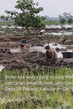 Harga Emas Meroket! Warga Berbondong-Bondong Buru Emas di Desa Tanjung Alai SP Padang OKI