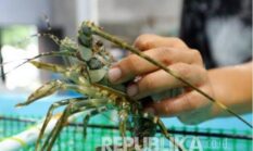 APH Sukabumi Jawa Barat Diminta Tangkap dan Penjarakan Uloh Pelaku Bandar Benih Lobster