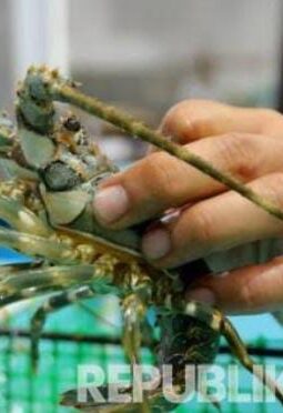 APH Sukabumi Jawa Barat Diminta Tangkap dan Penjarakan Uloh Pelaku Bandar Benih Lobster