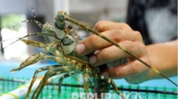 APH Sukabumi Jawa Barat Diminta Tangkap dan Penjarakan Uloh Pelaku Bandar Benih Lobster