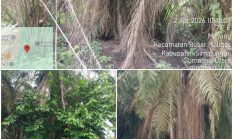Diduga Skandal di PTPN IV Kebun Mayang: Kebun Terbengkalai, Anggaran Perawatan Dipertanyakan