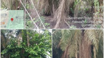 Diduga Skandal di PTPN IV Kebun Mayang: Kebun Terbengkalai, Anggaran Perawatan Dipertanyakan