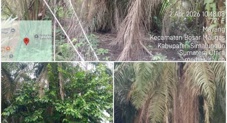 foto slider headline